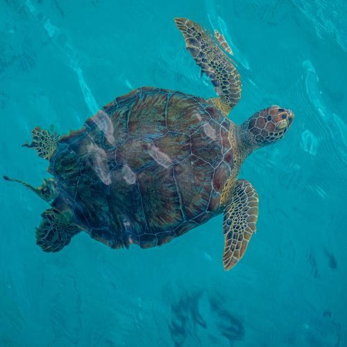 Sea Turtle - nassau